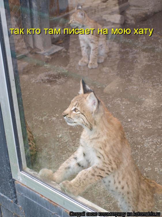 так кто там писает на мою хату... Котоматрица: так кто там писает на мою хату