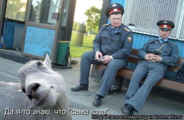 Да я-то знаю, что "сама коза"...... Котоматрица: Да я-то знаю, что "сама коза"...
