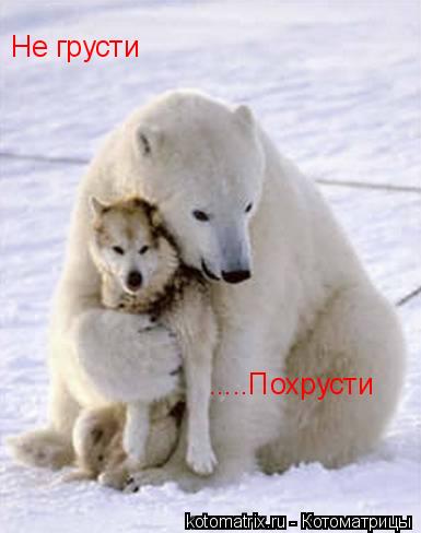 Котоматрица: Не грусти Не грусти .....Похрусти