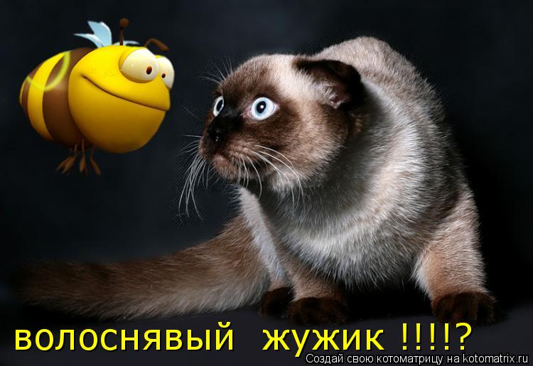 волоснявый жужик !!!!?... Котоматрица: волоснявый жужик !!!!?