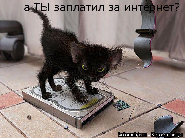 Котоматрица: а ТЫ заплатил за интернет?