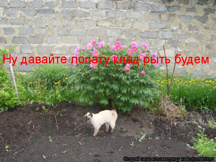 Котоматрица: Ну давайте лопату клад рыть будем