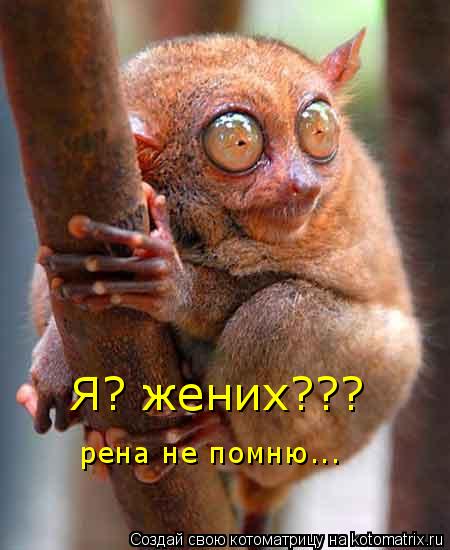 Котоматрица: Я? жених??? рена не помню...