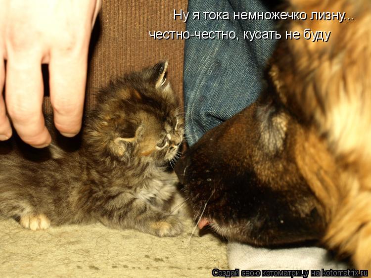 Котоматрица: Ну я тока немножечко лизну... честно-честно, кусать не буду