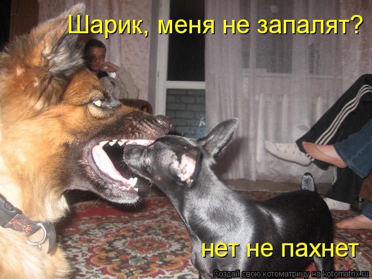нет не пахнет Шарик, меня не запалят?... Котоматрица: нет не пахнет Шарик, меня не запалят?