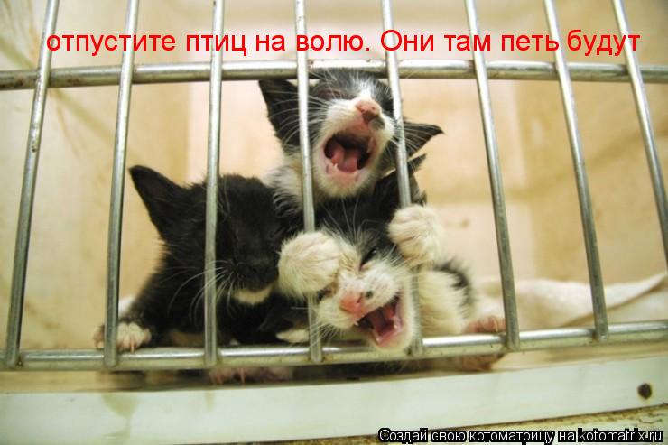 отпустите птиц на волю. Они там петь будут... Котоматрица: отпустите птиц на волю. Они там петь будут
