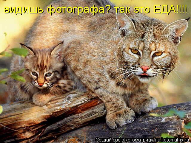 видишь фотографа? так это ЕДА!!!!... Котоматрица: видишь фотографа? так это ЕДА!!!!