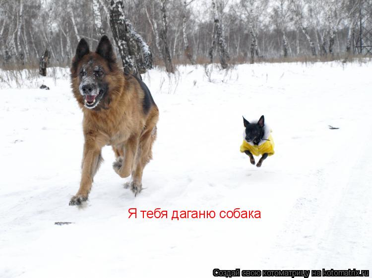 Я тебя даганю собака... Котоматрица: Я тебя даганю собака