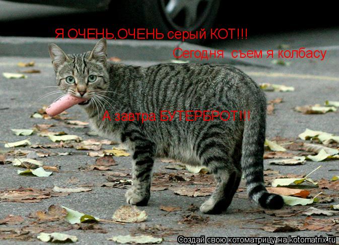 Я ОЧЕНЬ,ОЧЕНЬ серый КОТ!!! Сегодня съем я колбасу А завтра БУТЕРБРОТ!!!... Котоматрица: Я ОЧЕНЬ,ОЧЕНЬ серый КОТ!!! Сегодня съем я колбасу А завтра БУТЕРБРОТ!!!