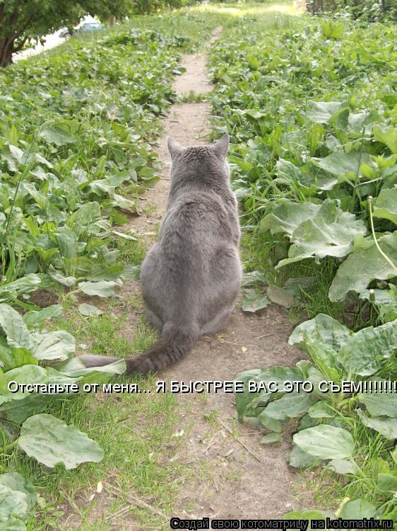 Отстаньте от меня... Я БЫСТРЕЕ ВАС ЭТО СЪЕМ!!!!!!!!!... Котоматрица: Отстаньте от меня... Я БЫСТРЕЕ ВАС ЭТО СЪЕМ!!!!!!!!!