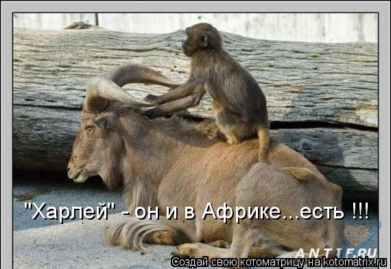 "Харлей" - он и в Африке...есть !!!... Котоматрица: "Харлей" - он и в Африке...есть !!!