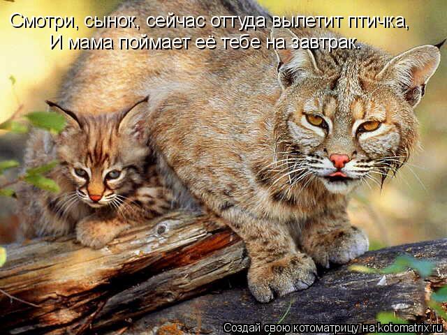 Смотри, сынок, сейчас оттуда вылетит птичка, И мама поймает её тебе на завтрак.... Котоматрица: Смотри, сынок, сейчас оттуда вылетит птичка, И мама поймает её тебе на завтрак.