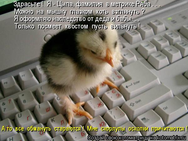 Здрасьте ! Я - Цыпа, фамилия в метрике Ряба . . . Можно на мышку глазком хоть взглянуть ? А то... Котоматрица: Здрасьте ! Я - Цыпа, фамилия в метрике Ряба . . . Можно на мышку глазком хоть взглянуть ? А то все обмануть стараются ! Мне скорлупы оско
