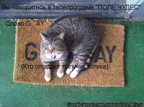Вы находитесь в телепрограме "ПОЛЕ ЧУДЕС" Слово G...AY (Кто отгадает получит котика)... Котоматрица: Вы находитесь в телепрограме "ПОЛЕ ЧУДЕС" Слово G...AY (Кто отгадает получит котика)