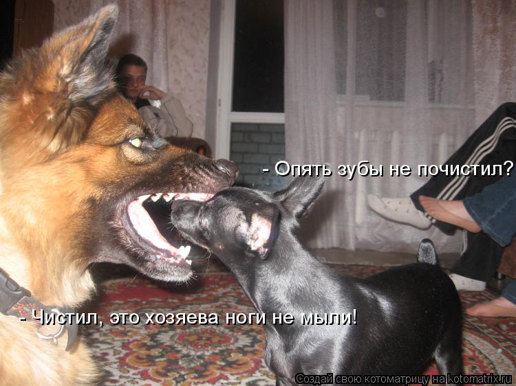 - Опять зубы не почистил? - Чистил, это хозяева ноги не мыли!... Котоматрица: - Опять зубы не почистил? - Чистил, это хозяева ноги не мыли!