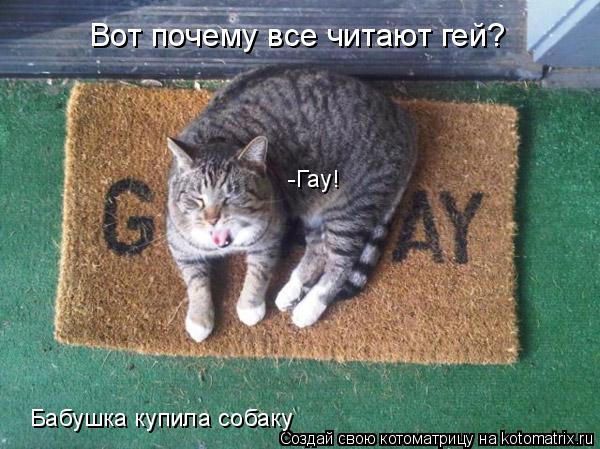 Вот почему все читают гей? Бабушка купила собаку -Гау!... Котоматрица: Вот почему все читают гей? Бабушка купила собаку -Гау!