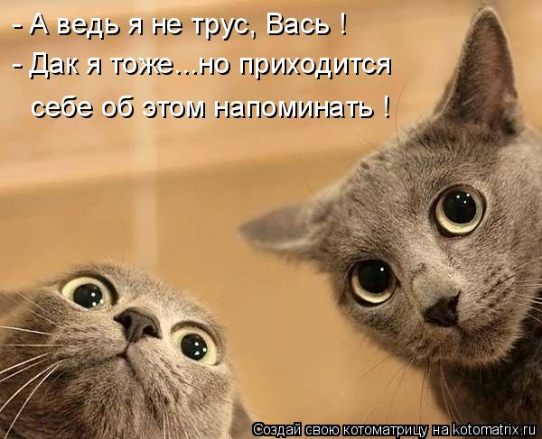 - А ведь я не трус, Вась ! - Дак я тоже...но приходится себе об этом напоминать !... Котоматрица: - А ведь я не трус, Вась ! - Дак я тоже...но приходится себе об этом напоминать !