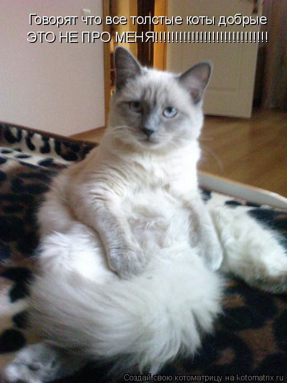 Говорят что все толстые коты добрые ЭТО НЕ ПРО МЕНЯ!!!!!!!!!!!!!!!!!!!!!!!!!!!!... Котоматрица: Говорят что все толстые коты добрые ЭТО НЕ ПРО МЕНЯ!!!!!!!!!!!!!!!!!!!!!!!!!!!!