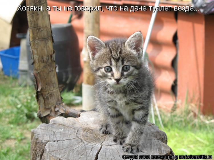 Хозяин, а ты не говорил, что на даче туалет везде...... Котоматрица: Хозяин, а ты не говорил, что на даче туалет везде...