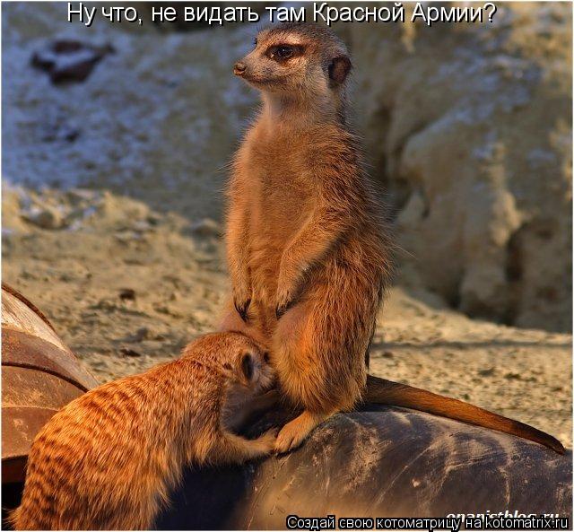 Ну что, не видать там Красной Армии?... Котоматрица: Ну что, не видать там Красной Армии?