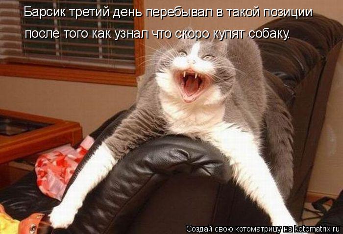 Барсик третий день перебывал в такой позиции после того как узнал что скоро купят собаку.... Котоматрица: Барсик третий день перебывал в такой позиции после того как узнал что скоро купят собаку.