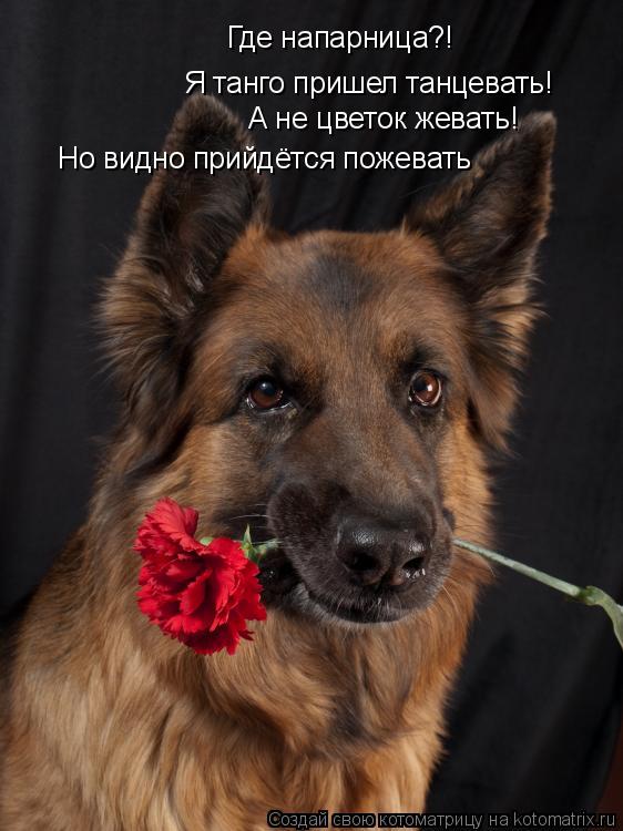 Где напарница?! Я танго пришел танцевать! А не цветок жевать! Но видно прийдётся пожевать... Котоматрица: Где напарница?! Я танго пришел танцевать! А не цветок жевать! Но видно прийдётся пожевать