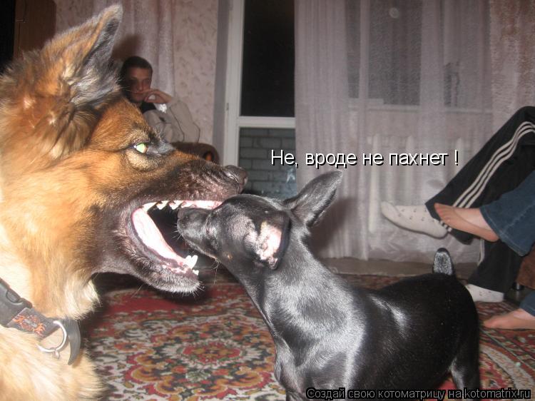 Не, вроде не пахнет !... Котоматрица: Не, вроде не пахнет !