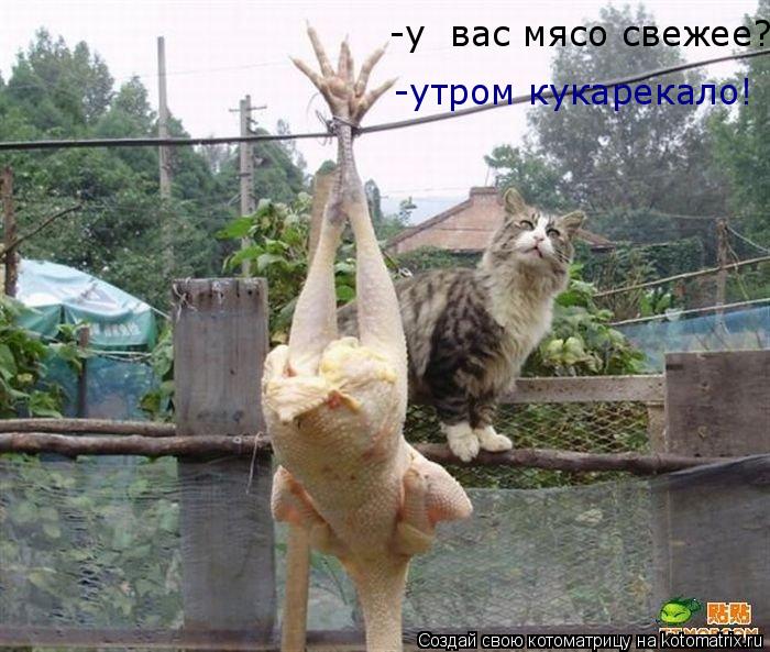 Котоматрица: -у  вас мясо свежее? -утром кукарекало!