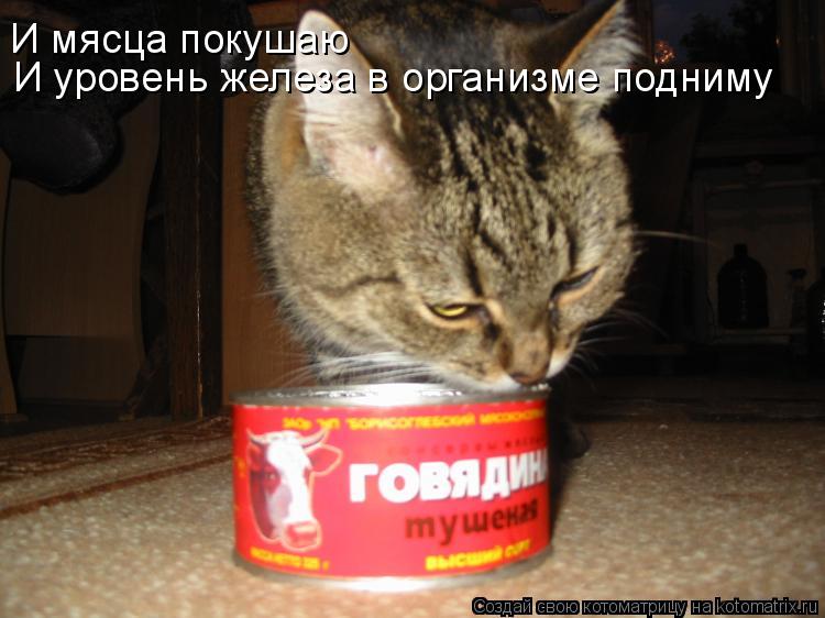 И уровень железа в организме подниму И мясца покушаю... Котоматрица: И уровень железа в организме подниму И мясца покушаю
