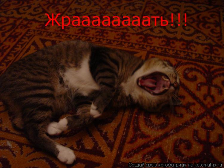 Жраааааааать!!!... Котоматрица: Жраааааааать!!!