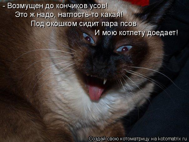 - Возмущен до кончиков усов! Это ж надо, наглость-то какая! Под окошком сидит пара псов И мою котлету... Котоматрица: - Возмущен до кончиков усов! Это ж надо, наглость-то какая! Под окошком сидит пара псов И мою котлету доедает!