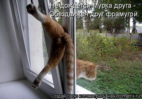 Обездвижен друг фрамугой. Не дождется Мурка друга -... Котоматрица: Обездвижен друг фрамугой. Не дождется Мурка друга -
