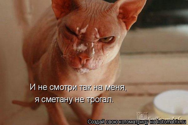 И не смотри так на меня, я сметану не трогал.... Котоматрица: И не смотри так на меня, я сметану не трогал.