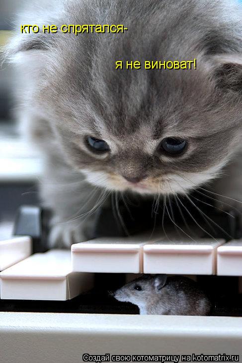 кто не спрятался- я не виноват!... Котоматрица: кто не спрятался- я не виноват!