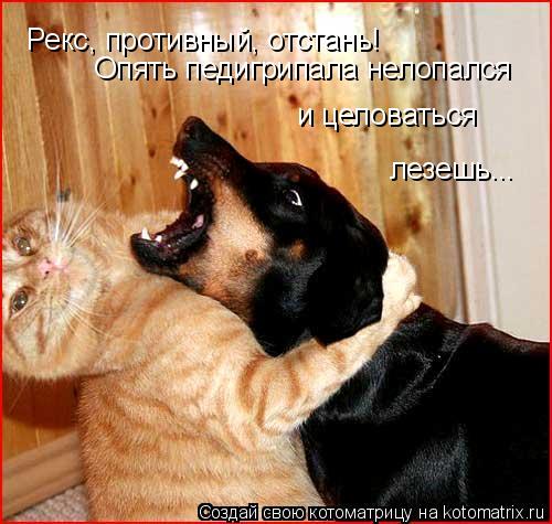 Рекс, противный, отстань! Опять педигрипала нелопался и целоваться лезешь...... Котоматрица: Рекс, противный, отстань! Опять педигрипала нелопался и целоваться лезешь...