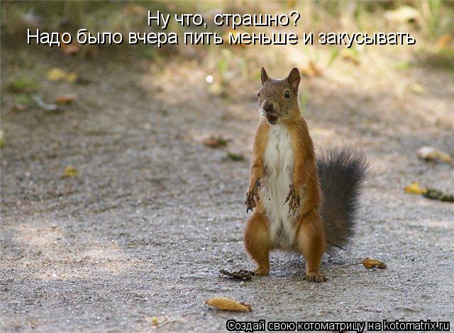 Ну что, страшно? Надо было вчера пить меньше и закусывать... Котоматрица: Ну что, страшно? Надо было вчера пить меньше и закусывать
