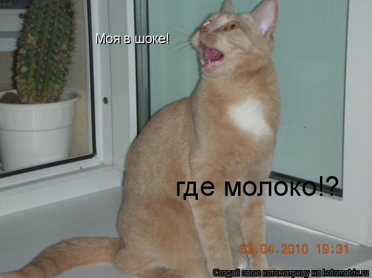 Моя в шоке! где молоко!?... Котоматрица: Моя в шоке! где молоко!?
