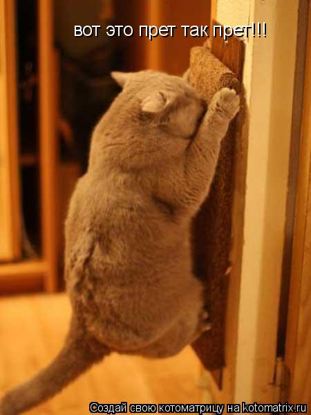 вот это прет так прет!!!... Котоматрица: вот это прет так прет!!!