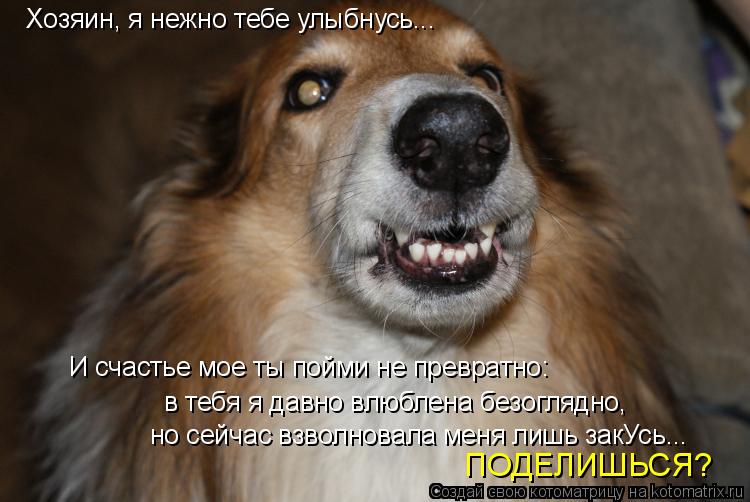 Хозяин, я нежно тебе улыбнусь... И счастье мое ты пойми не превратно: в тебя я давно влюблена безогля... Котоматрица: Хозяин, я нежно тебе улыбнусь... И счастье мое ты пойми не превратно: в тебя я давно влюблена безоглядно, но сейчас взволновала меня лишь закУ