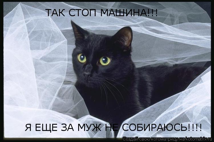 ТАК СТОП МАШИНА!!! Я ЕЩЕ ЗА МУЖ НЕ СОБИРАЮСЬ!!!!... Котоматрица: ТАК СТОП МАШИНА!!! Я ЕЩЕ ЗА МУЖ НЕ СОБИРАЮСЬ!!!!