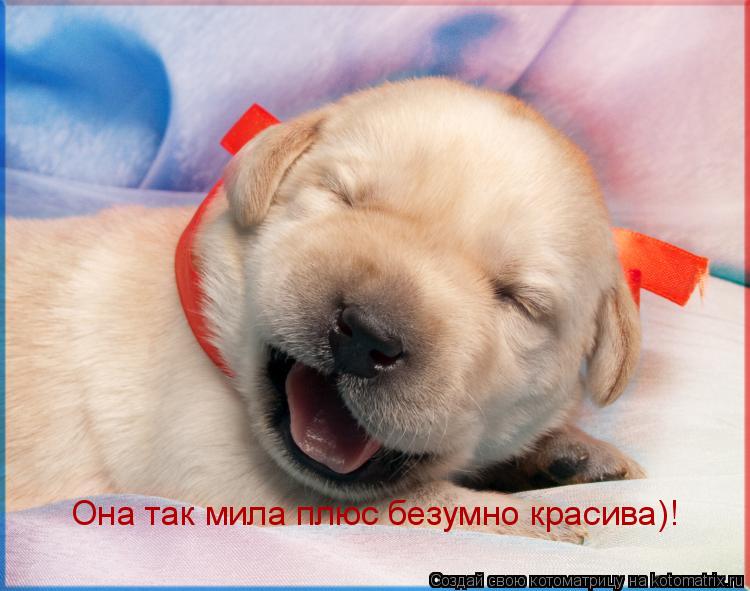 Она так мила плюс безумно красива)!... Котоматрица: Она так мила плюс безумно красива)!