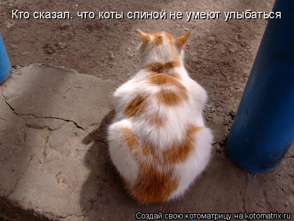 Котоматрица: Кто сказал. что коты спиной не умеют улыбаться