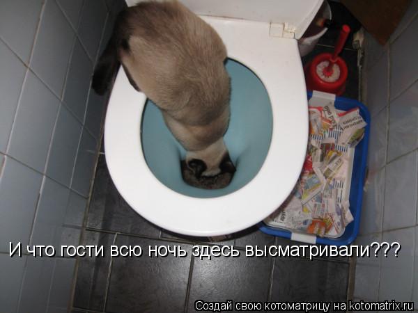 И что гости всю ночь здесь высматривали???... Котоматрица: И что гости всю ночь здесь высматривали???