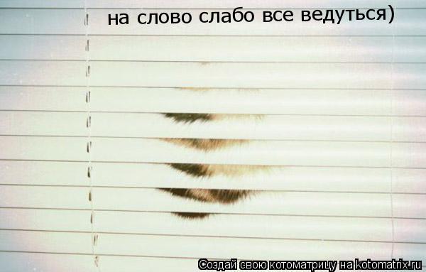 на слово слабо все ведуться)... Котоматрица: на слово слабо все ведуться)