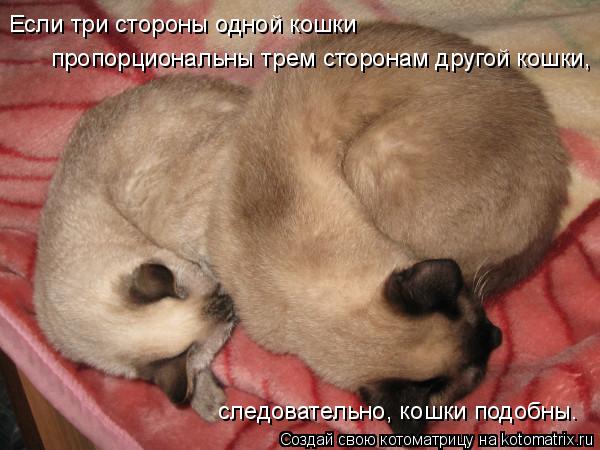 Если три стороны одной кошки пропорциональны трем сторонам другой кошки, следовательно, кошки подобн... Котоматрица: Если три стороны одной кошки пропорциональны трем сторонам другой кошки, следовательно, кошки подобны.