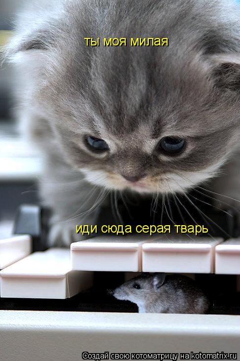ты моя милая иди сюда серая тварь... Котоматрица: ты моя милая иди сюда серая тварь