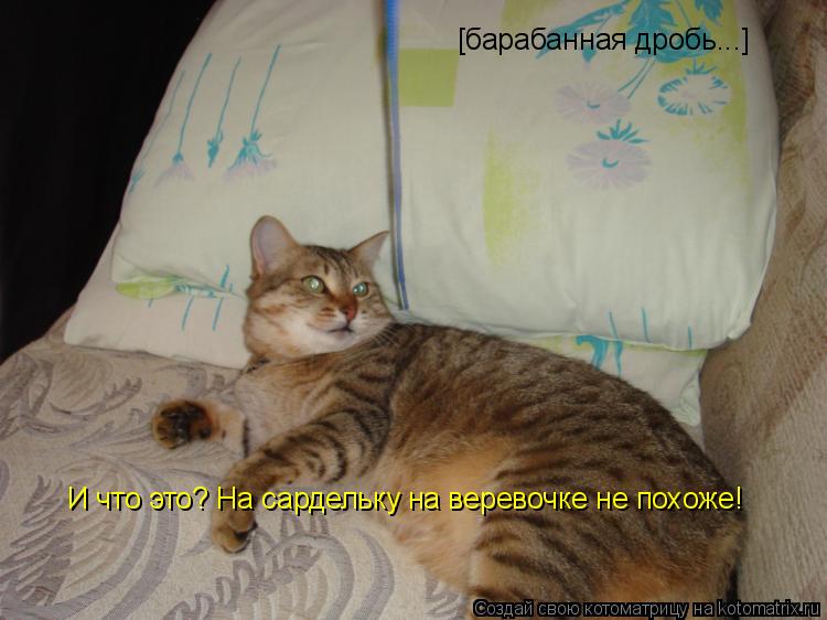 Котоматрица: И что это? На сардельку на веревочке не похоже! [барабанная дробь...]
