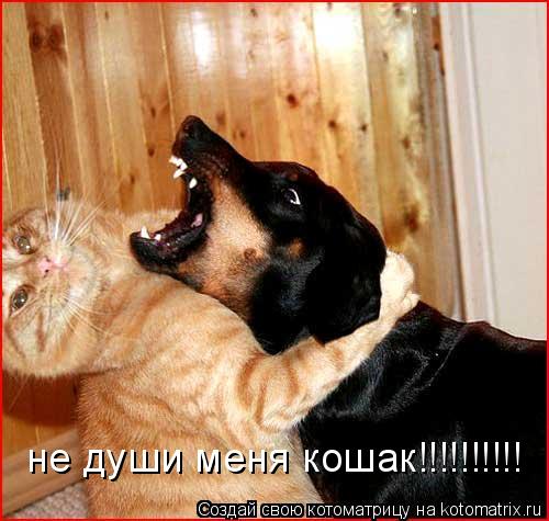 не души меня кошак!!!!!!!!!!... Котоматрица: не души меня кошак!!!!!!!!!!