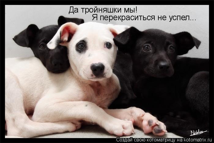 Да тройняшки мы! Я перекраситься не успел...... Котоматрица: Да тройняшки мы! Я перекраситься не успел...