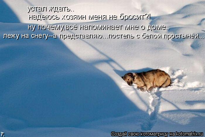 Котоматрица: устал ждать.. надеюсь хозяин меня не бросит?! ну почему,всё напоминает мне о доме.. лежу на снегу--а представляю...постель с белой простынёй...